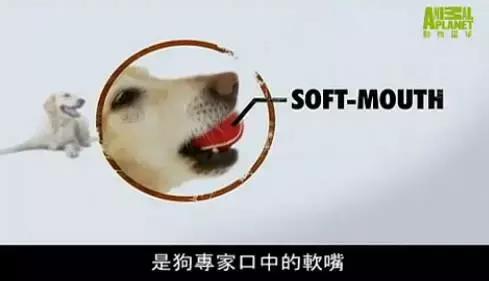 拉布拉多是不是家养的最佳犬种,萨摩耶拉布拉多犬是哪里的犬种