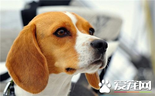 比格犬的生物学特性,比格犬习性