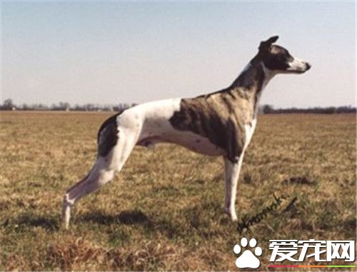 惠比特犬怎么训,惠比特犬怎么训练猎兔