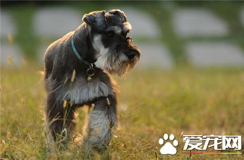 雪纳瑞要怎么养,雪纳瑞吃什么狗粮比较合适
