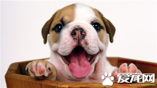 比格犬的生物学特性,比格犬习性