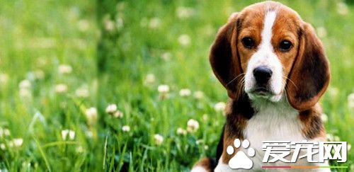 比格犬掉毛厉害吗体味大不大,比格犬有体臭的吗