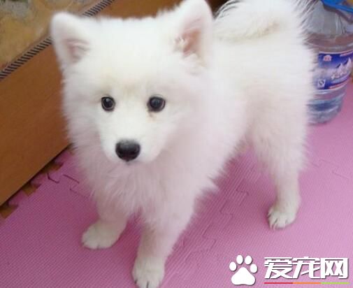 养银狐鼠需要注意哪些事项,养幼崽银狐犬要注意什么