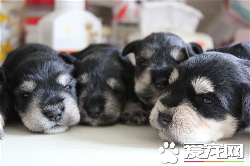 雪纳瑞需要驱虫吗,雪纳瑞驱虫多久驱一次啊