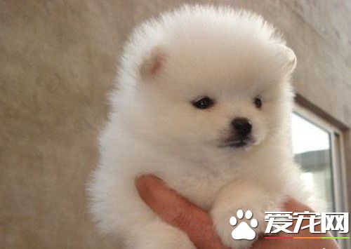 博美犬一摸它就张嘴咬人怎么训练,博美犬会咬人吗