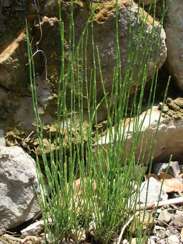 农村常见的野草是民间草药,有哪些田间野草是中药