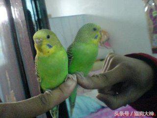 想不想成为杨过?教你怎么驯服虎皮鹦鹉,让你的鹦鹉变雕兄