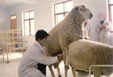 给羊人工授精技术方法:牛羊饲料专家指点