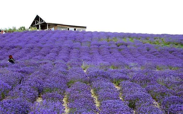 北京的薰衣草庄园门票,北京薰衣草庄园门头沟