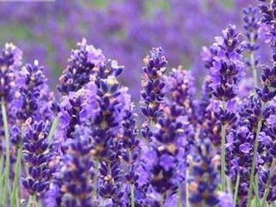北京的薰衣草庄园门票,北京薰衣草庄园门头沟