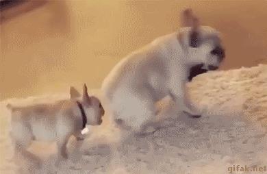 逗逼先僧:完了以后能不能给我舔舔,搞笑gif图片合集6