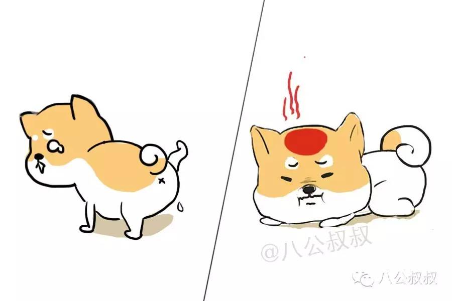 涨姿势·警惕！不感染猫咪，只感染狗狗的钩体病