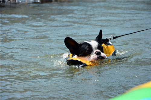 嬉水节巡游活动现场,嬉水节活动总结