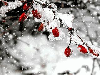 诗词鉴赏一枝春,诗词鉴赏一夜东风绽早梅