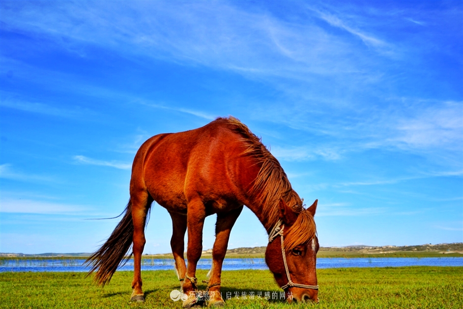 秋季到塞罕坝怎么样,秋天的童话坝上金秋