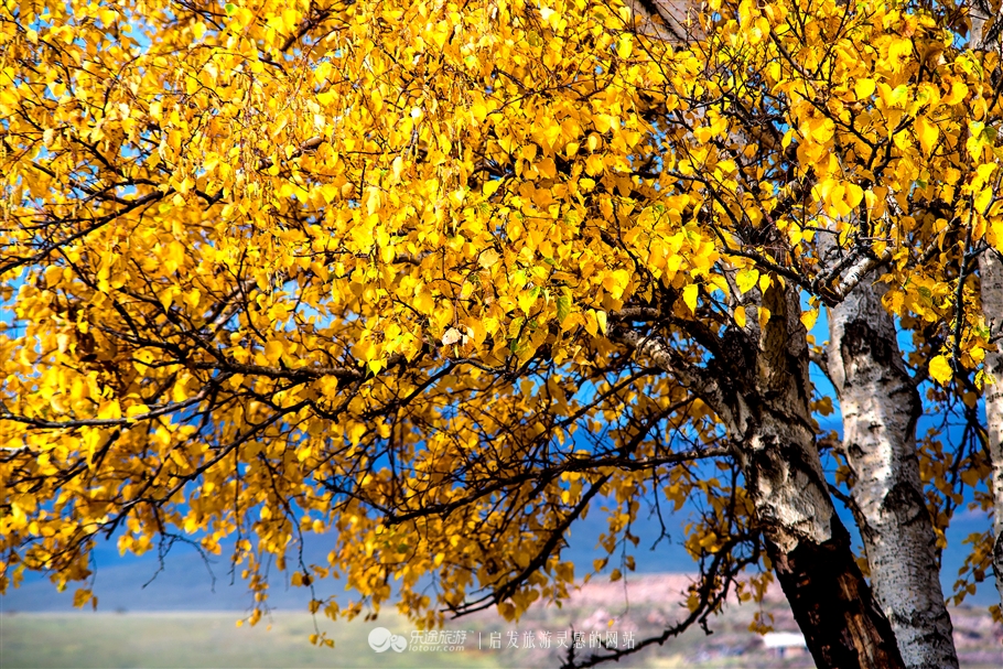 秋季到塞罕坝怎么样,秋天的童话坝上金秋