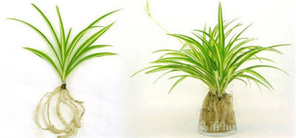 青叶吊兰水培方法和注意事项,怎样水培金边吊兰又可以养鱼