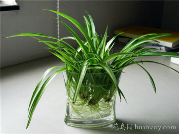 青叶吊兰水培方法和注意事项,怎样水培金边吊兰又可以养鱼