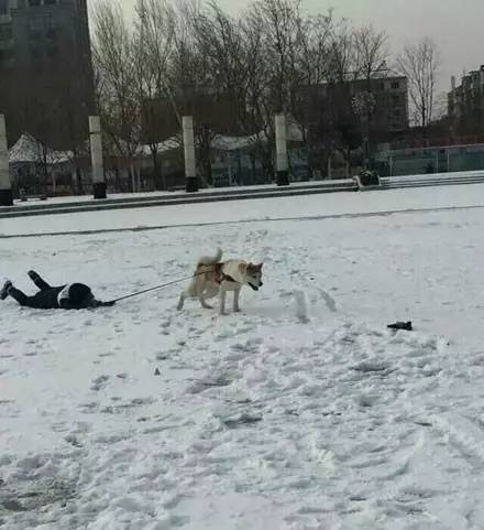 狗狗看雪需要注意什么,下雪天狗狗应该注意什么