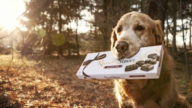 狗狗误食了巧克力怎么办,狗狗吃了巧克力怎么判断没事了