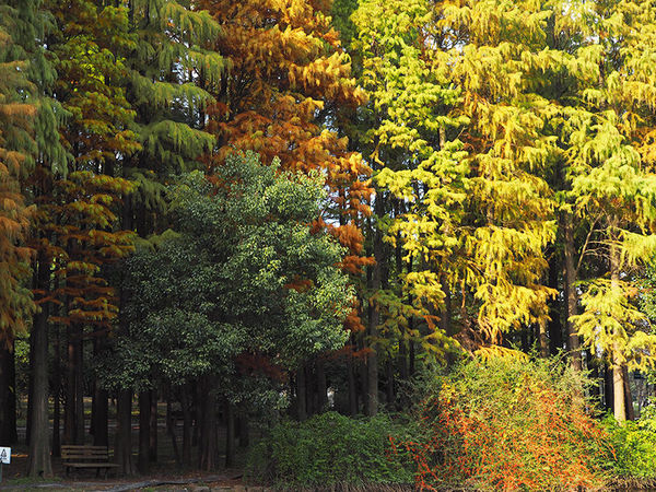 奥林巴斯epl8拍的照片,奥林巴斯epl8怎么自拍