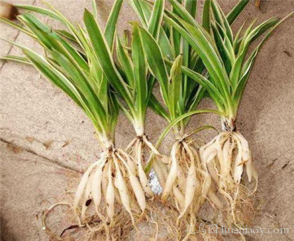 青叶吊兰水培方法和注意事项,怎样水培金边吊兰又可以养鱼