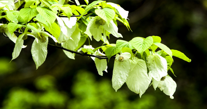 二郎山雪景,天全二郎山冰雪节