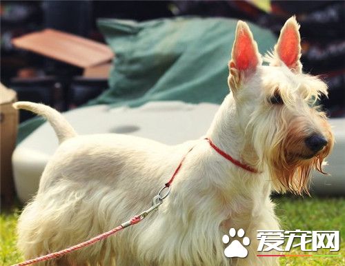 苏格兰梗简介,苏格兰梗和刚毛猎狐梗