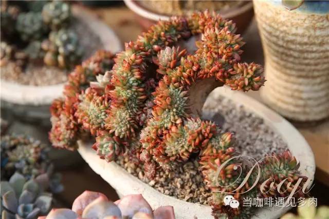 大群老桩秀妍多肉,多肉大群造型图