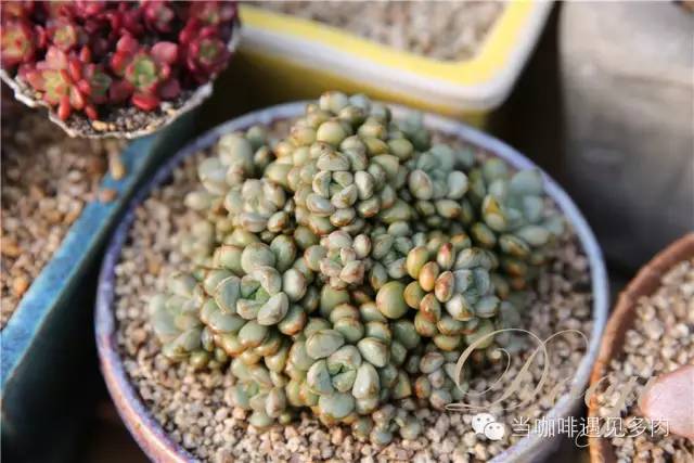 大群老桩秀妍多肉,多肉大群造型图