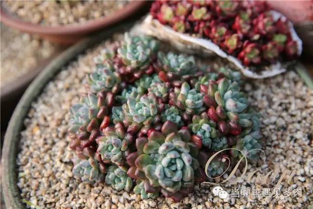 大群老桩秀妍多肉,多肉大群造型图