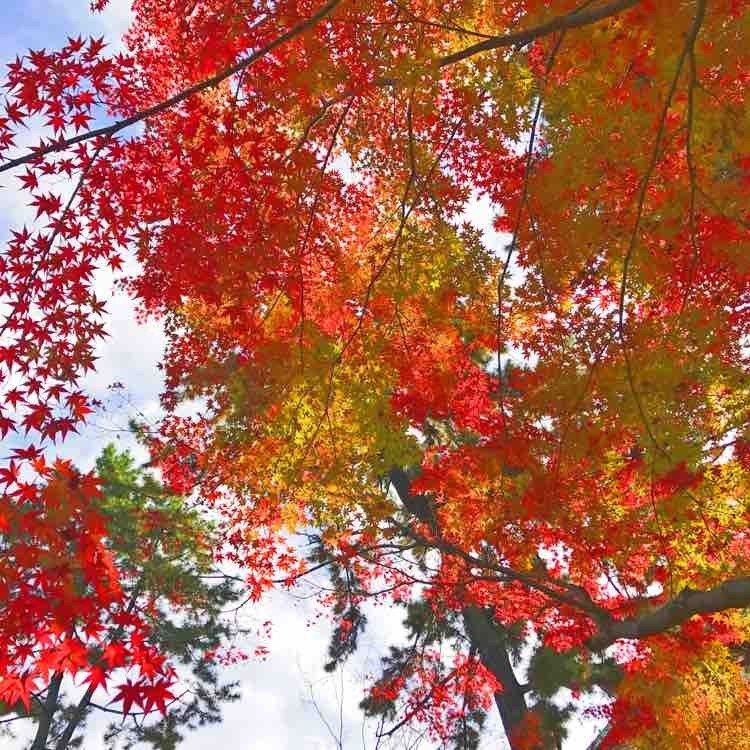 日本自由行京都红叶之旅,日本名古屋红叶风景