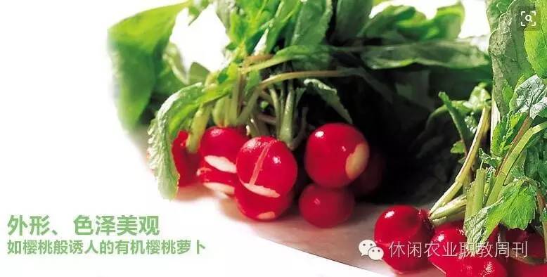 原来农业也可以运用科技,原来的稻地能种萝卜吗