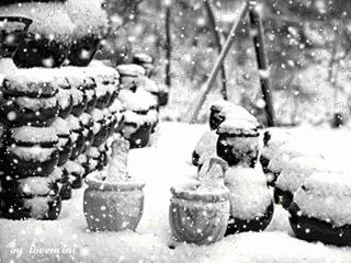 诗词鉴赏一枝春,诗词鉴赏一夜东风绽早梅