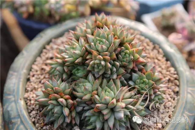 大群老桩秀妍多肉,多肉大群造型图