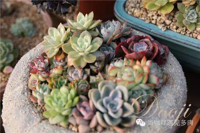 大群老桩秀妍多肉,多肉大群造型图