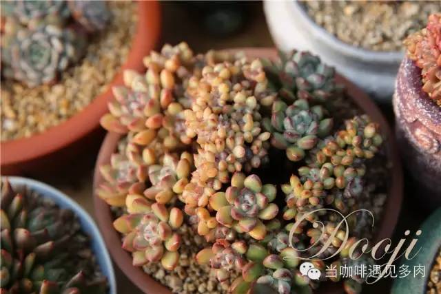大群老桩秀妍多肉,多肉大群造型图