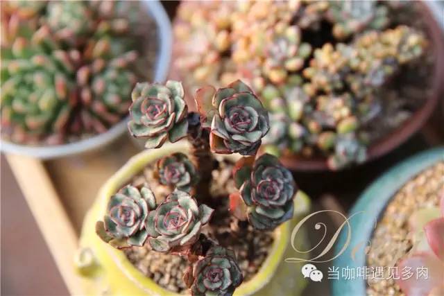 大群老桩秀妍多肉,多肉大群造型图