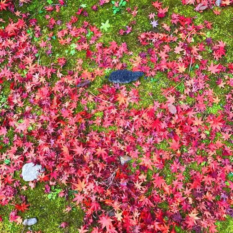 日本自由行京都红叶之旅,日本名古屋红叶风景
