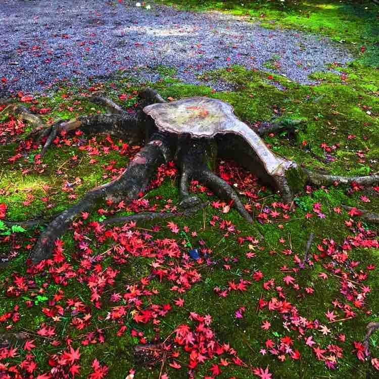 日本自由行京都红叶之旅,日本名古屋红叶风景