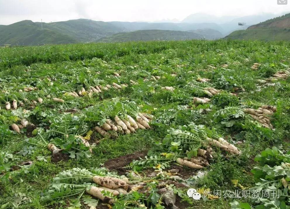 原来农业也可以运用科技,原来的稻地能种萝卜吗