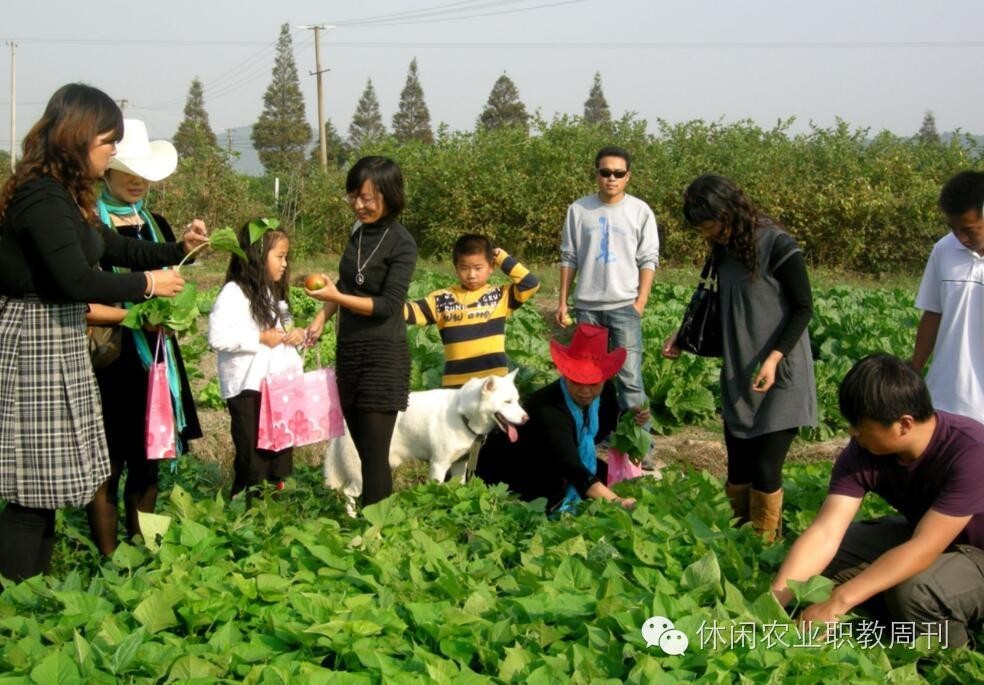 原来农业也可以运用科技,原来的稻地能种萝卜吗