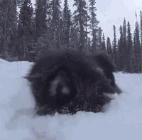 狗狗看雪需要注意什么,下雪天狗狗应该注意什么