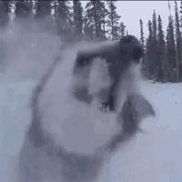 狗狗看雪需要注意什么,下雪天狗狗应该注意什么