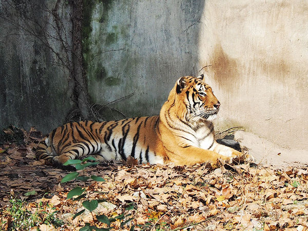 奥林巴斯epl8拍的照片,奥林巴斯epl8怎么自拍