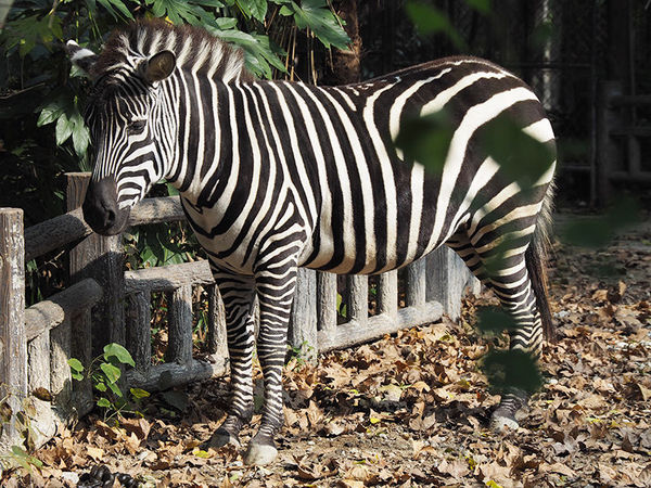 奥林巴斯epl8拍的照片,奥林巴斯epl8怎么自拍