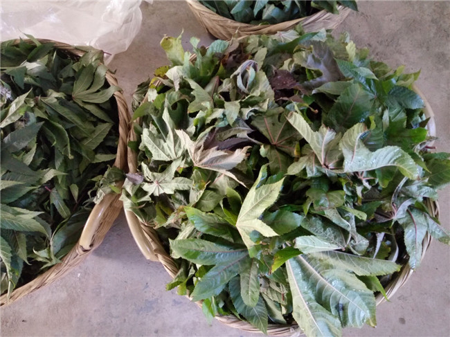 蚕宝宝突然变成黄色而且身上很多,蚕宝宝变成飞蛾吃不吃桑叶