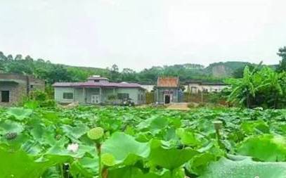 「关注」V观清远深呼吸带你走进佛冈,揭秘美丽乡村炼成秘诀