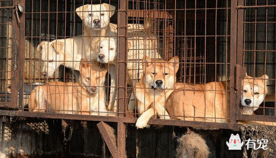 韩国250万只狗狗 在饥饿中等待屠刀