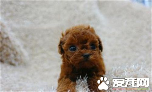 茶杯体泰迪犬造型,茶杯泰迪熊犬长大后的样子